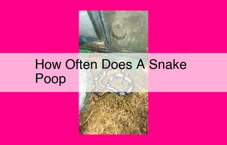 how often does a snake poop