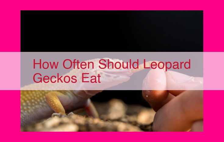 how often should leopard geckos eat