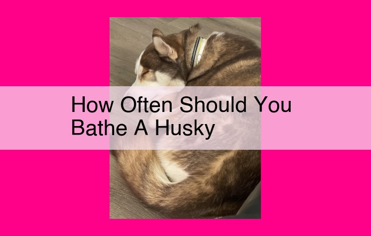 how often should you bathe a husky