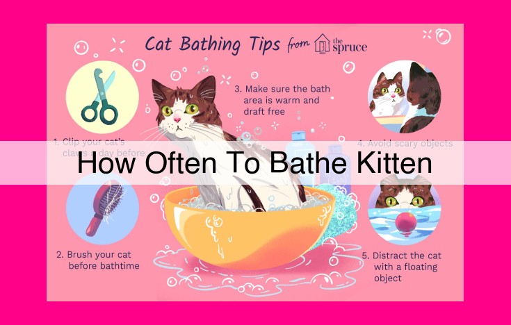 how often to bathe kitten