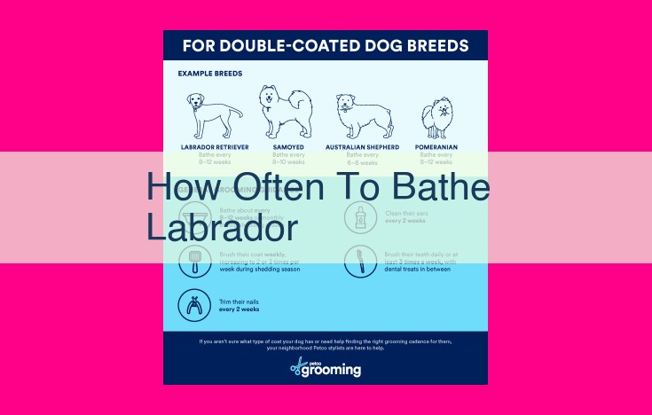 how often to bathe labrador