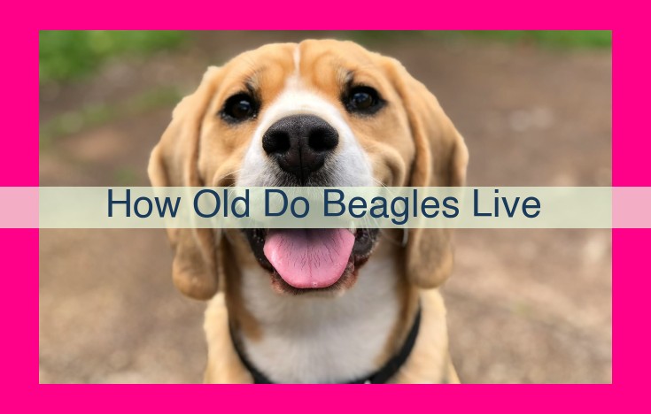 how old do beagles live