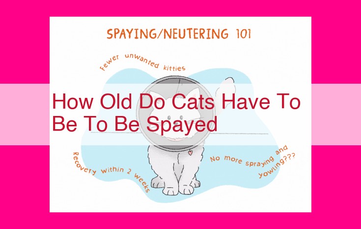 how old do cats have to be to be spayed