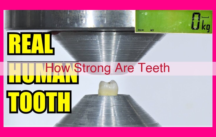 how strong are teeth