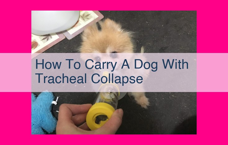 how to carry a dog with tracheal collapse