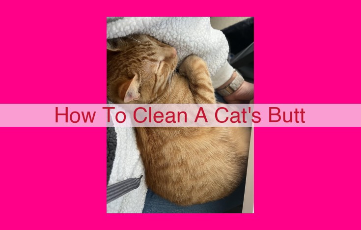 how to clean a cat's butt