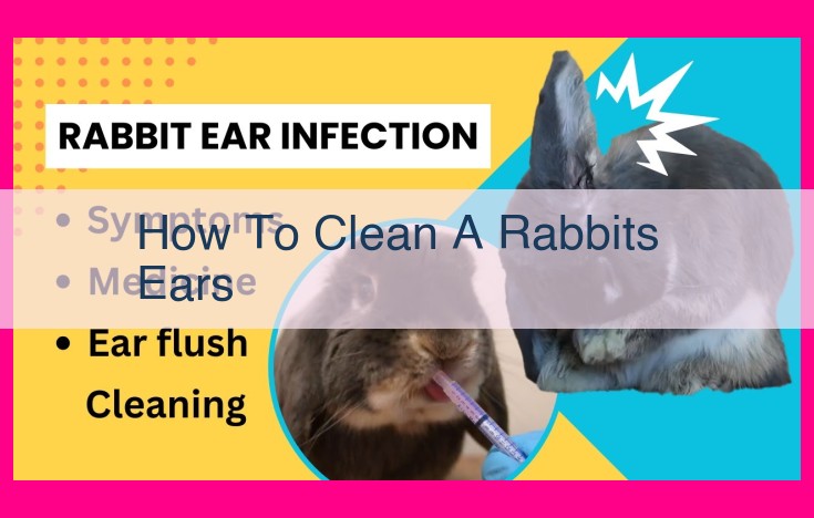 how to clean a rabbits ears