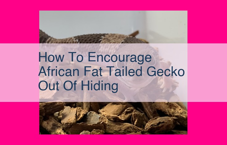 how to encourage african fat tailed gecko out of hiding