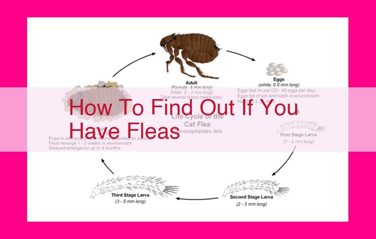 how to find out if you have fleas