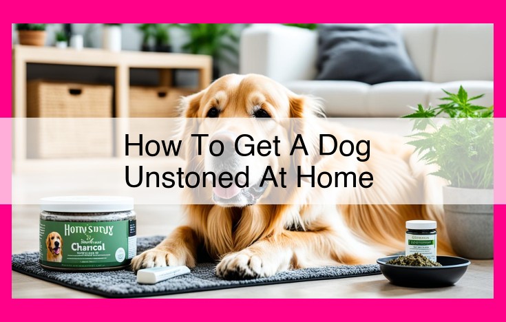 how to get a dog unstoned at home