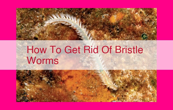 how to get rid of bristle worms