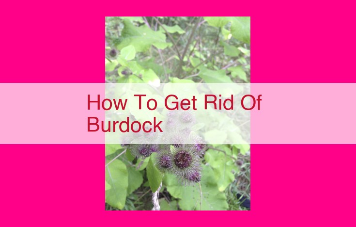 how to get rid of burdock