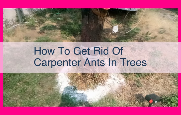 how to get rid of carpenter ants in trees