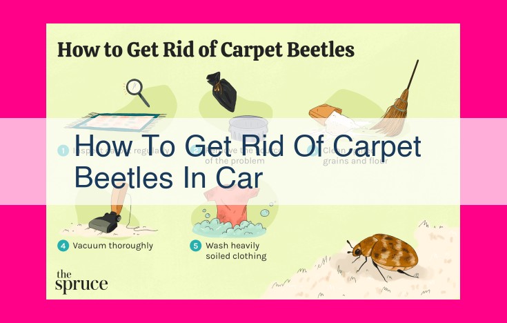 how to get rid of carpet beetles in car