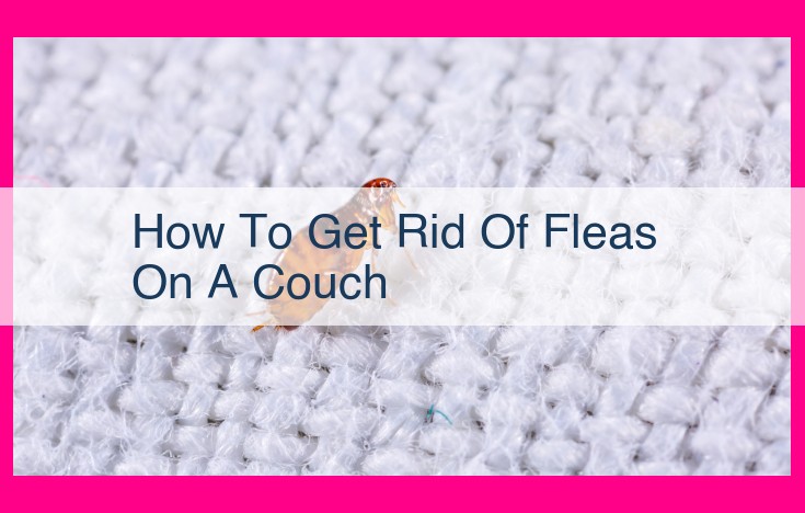 how to get rid of fleas on a couch