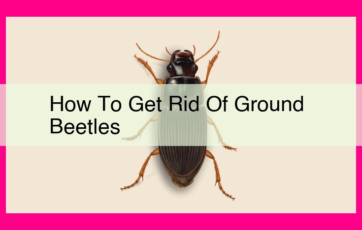 how to get rid of ground beetles