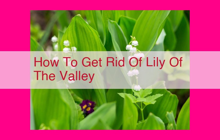 how to get rid of lily of the valley