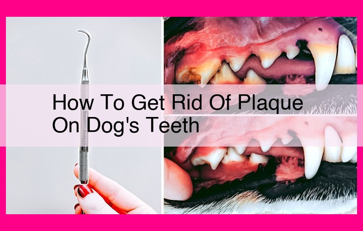 how to get rid of plaque on dog's teeth