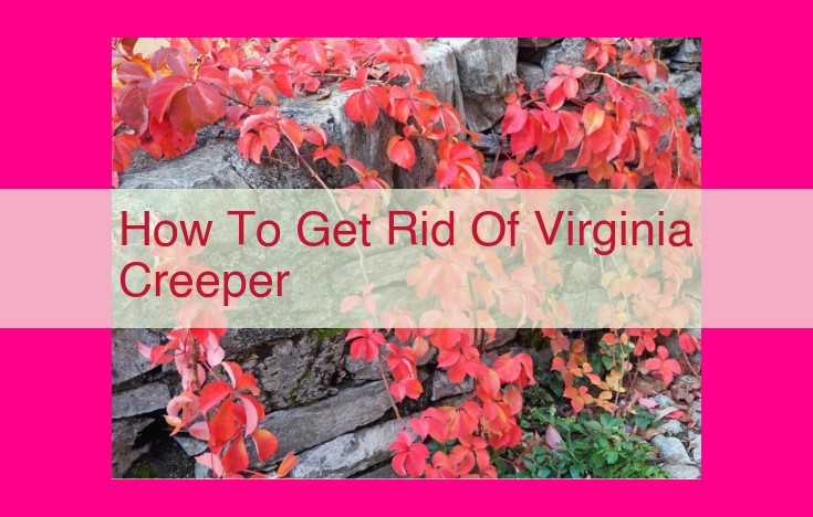 how to get rid of virginia creeper