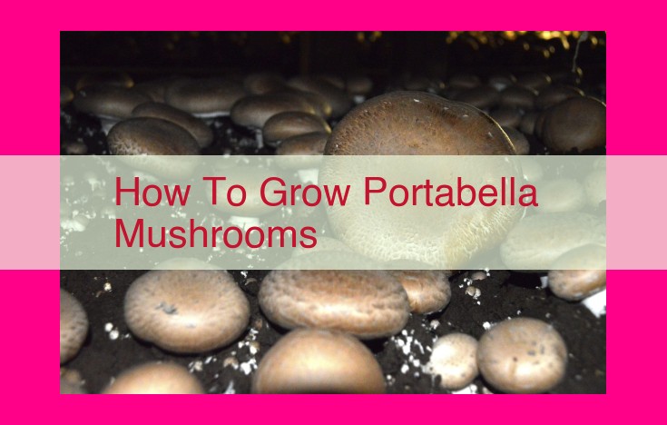 how to grow portabella mushrooms