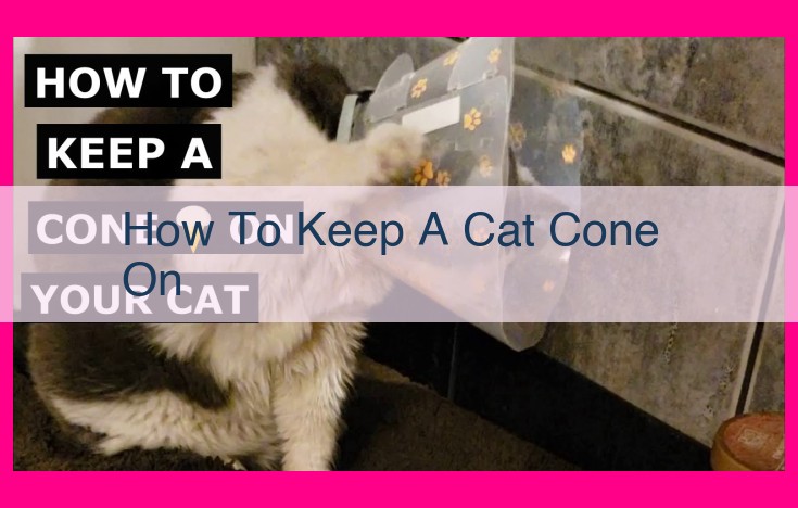 how to keep a cat cone on