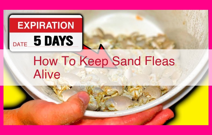 how to keep sand fleas alive