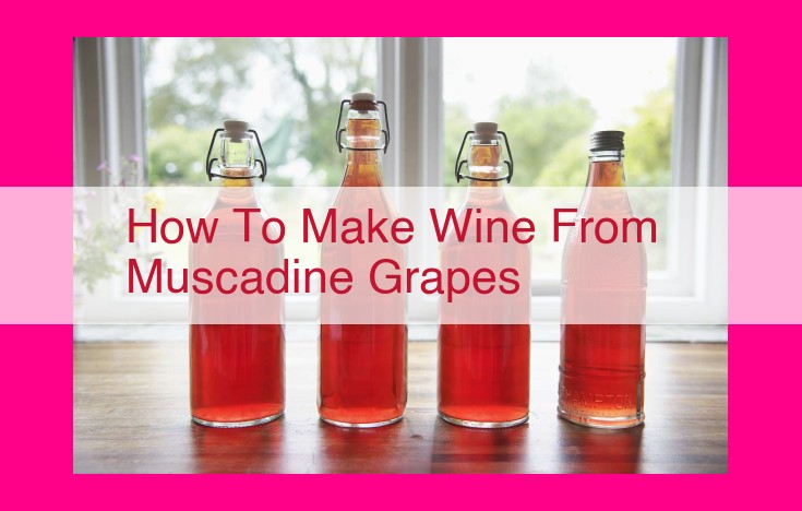 how to make wine from muscadine grapes