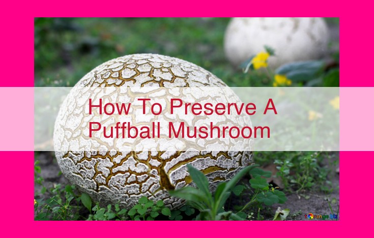 how to preserve a puffball mushroom