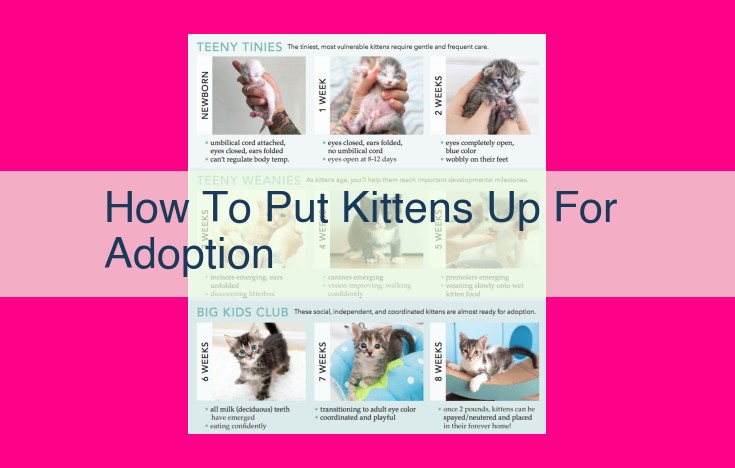 how to put kittens up for adoption