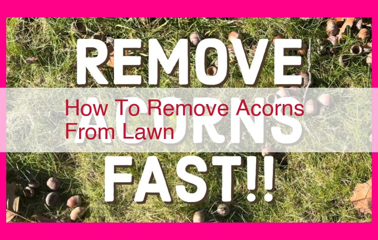 how to remove acorns from lawn