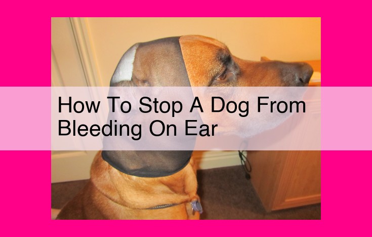 how to stop a dog from bleeding on ear