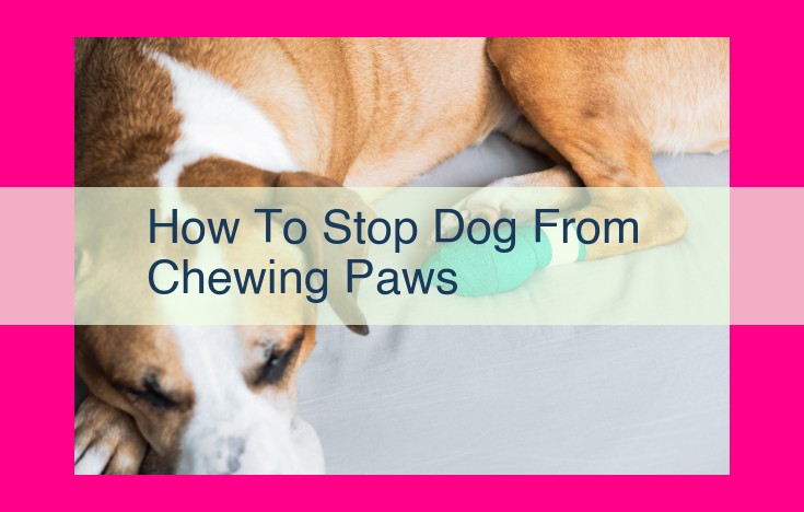 how to stop dog from chewing paws