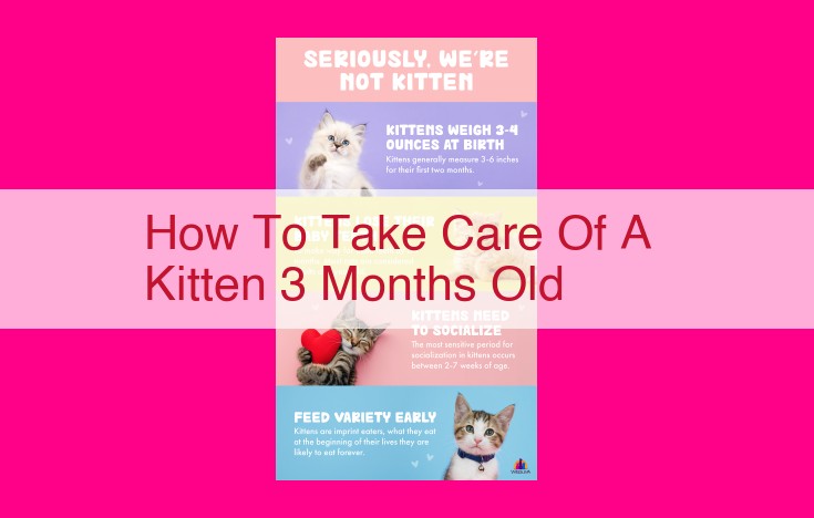 how to take care of a kitten 3 months old