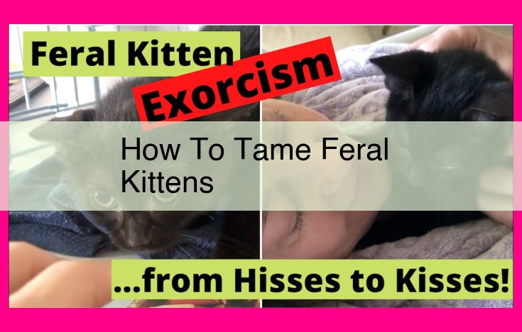 how to tame feral kittens