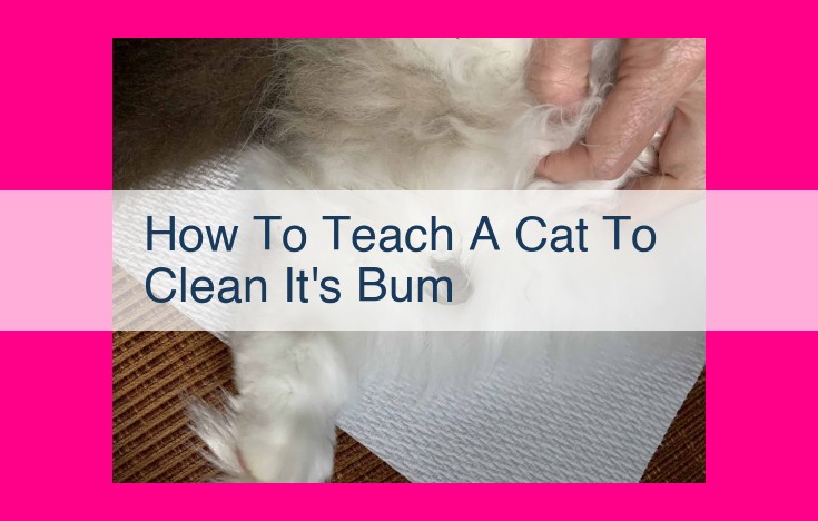 how to teach a cat to clean it's bum