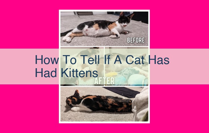 how to tell if a cat has had kittens