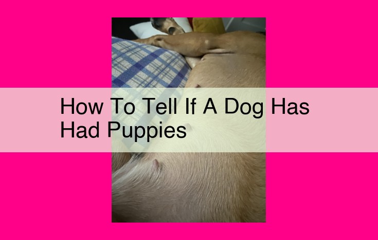 how to tell if a dog has had puppies