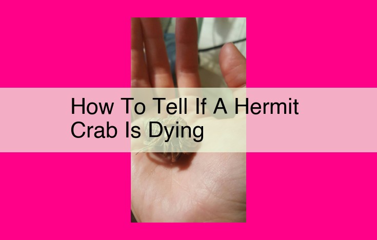 how to tell if a hermit crab is dying