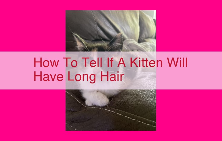 how to tell if a kitten will have long hair