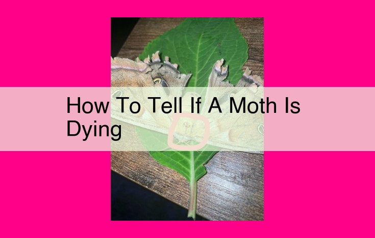 how to tell if a moth is dying