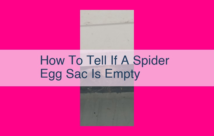 how to tell if a spider egg sac is empty