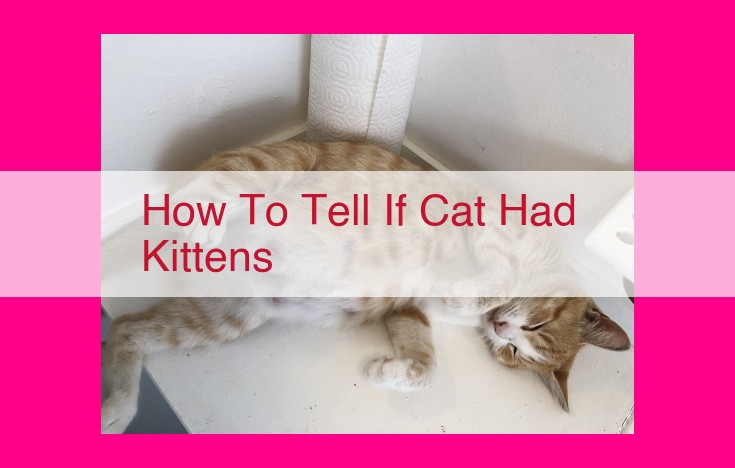 how to tell if cat had kittens