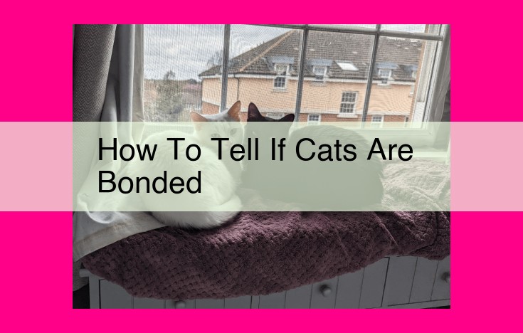 how to tell if cats are bonded