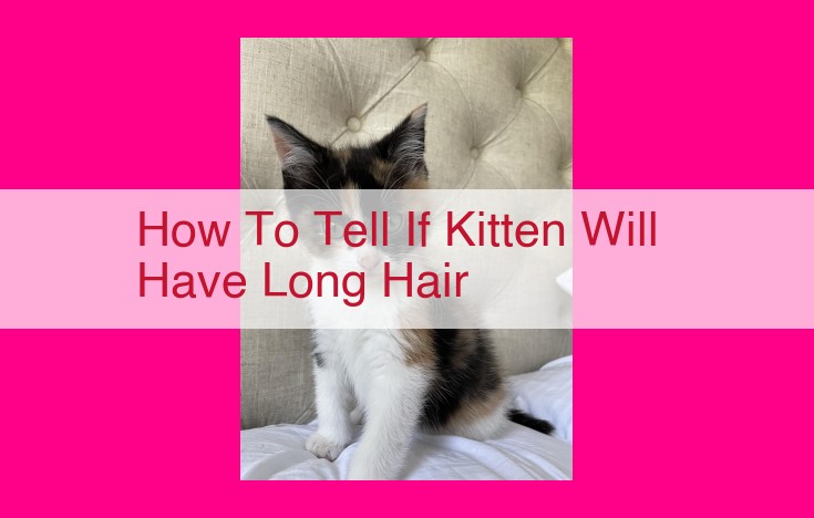 how to tell if kitten will have long hair