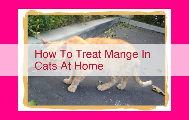 how to treat mange in cats at home