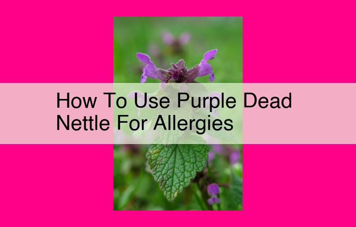 how to use purple dead nettle for allergies