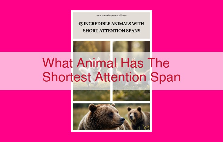 what animal has the shortest attention span