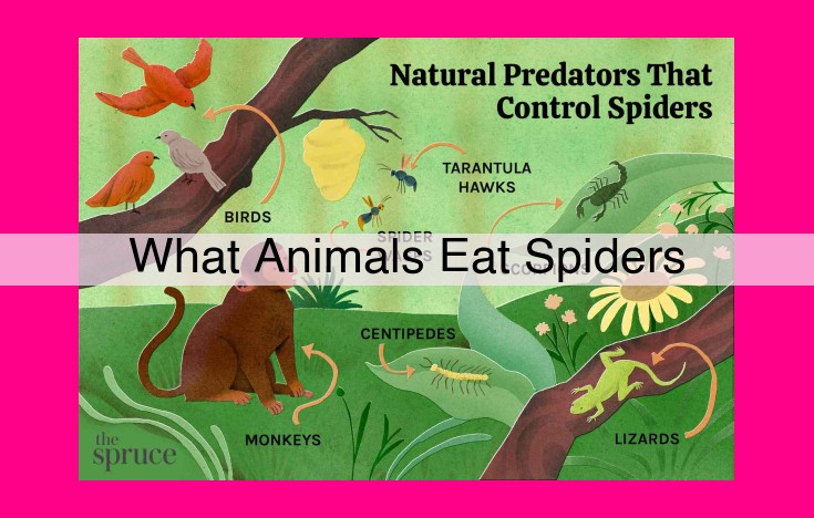 what animals eat spiders