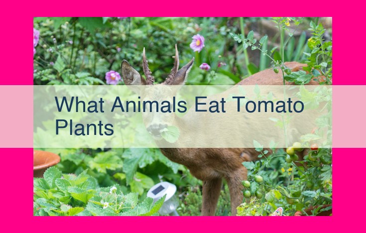 what animals eat tomato plants