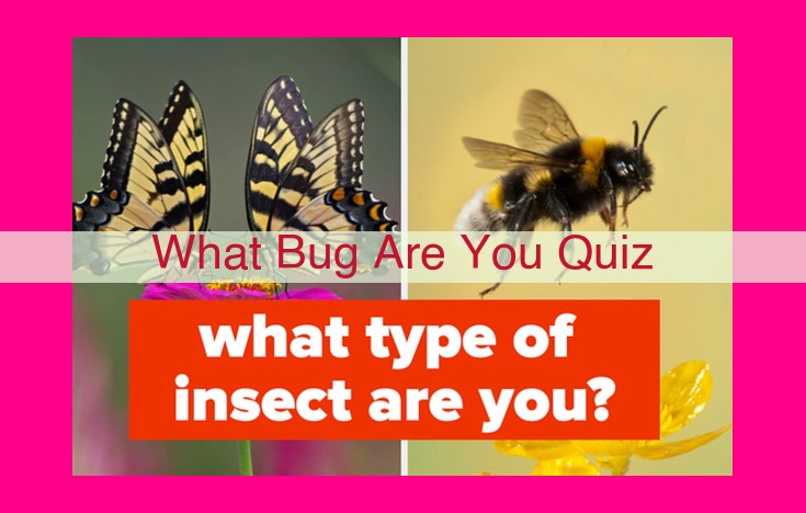 what bug are you quiz